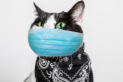 Portrait of cat against white background