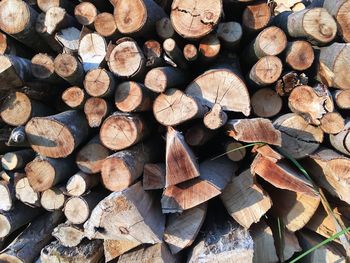 Full frame shot of logs in forest