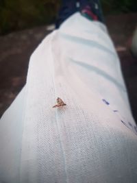 High angle view of insect on human finger