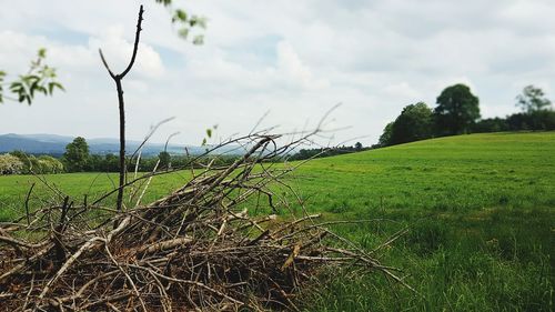Scenic view of agricultural field against sky
