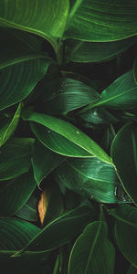 Full frame shot of green leaves