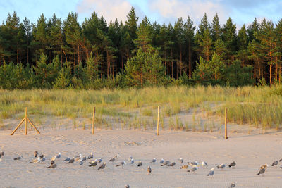 Flock of birds on a land