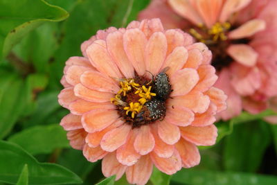 Close-up of honey bee pollinating flower