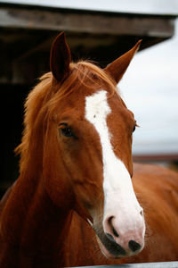 Portrait of horse in stable