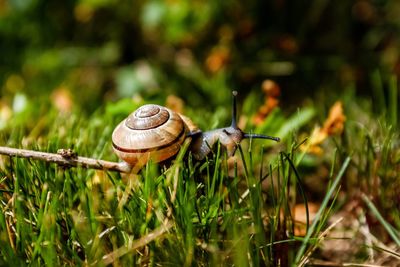 Snail at the course 1