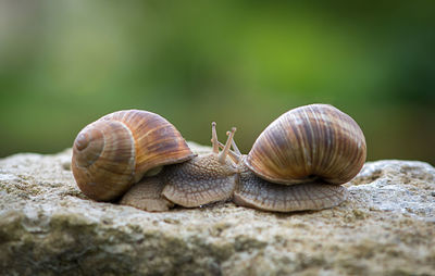 Close-up of snails on rock