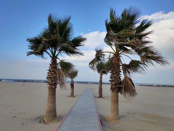 Palm trees on beach against sky