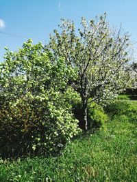 Low angle view of tree against sky