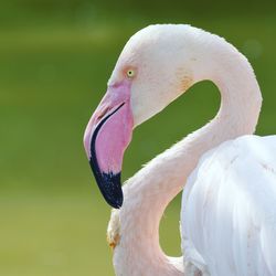 Close-up of a bird