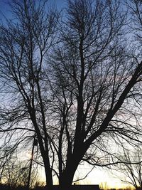 Low angle view of silhouette tree against sky