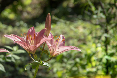 Close-up of pink lily plant