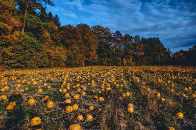 Trees on field against sky during autumn