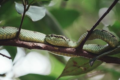 Close-up of lizard on tree