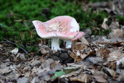 Close-up of mushroom on field in forest