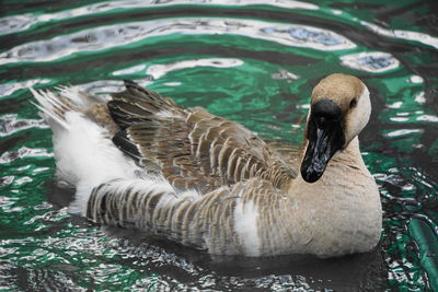 A goose and water droplets