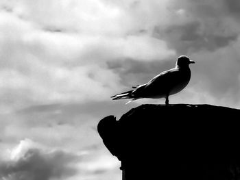 Low angle view of seagull perching on a rock