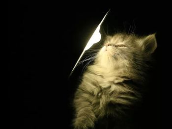 domestic cat