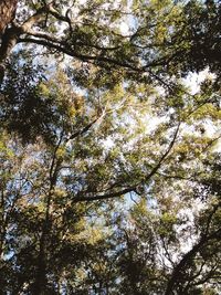 Low angle view of trees against sky