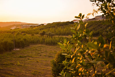 Plants growing on field against sky during sunset