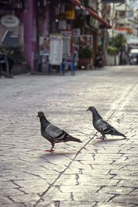 Pigeons perching on footpath