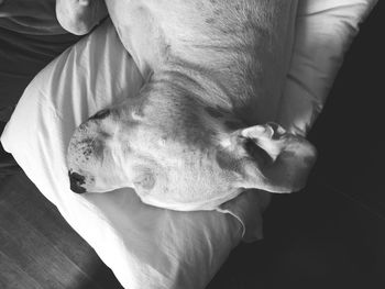 High angle view of dog sleeping on hand