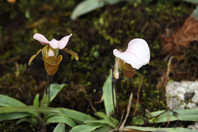 Close-up of white flowering plant on field