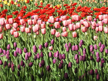 Close-up of red tulip flowers in field