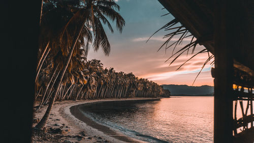 Palm trees by sea against sky at sunset