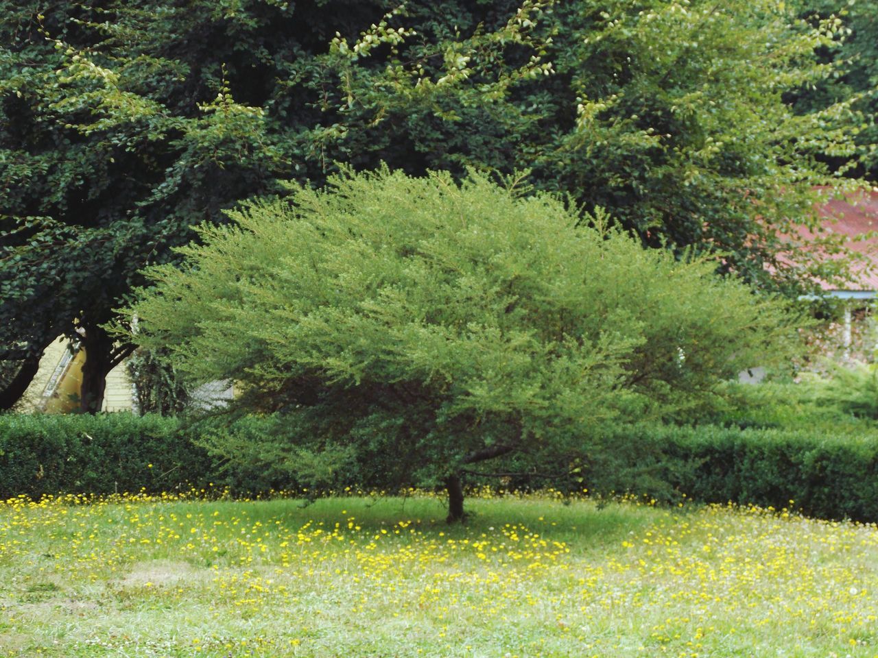 tree, tranquility, growth, tranquil scene, grass, field, green color, nature, beauty in nature, scenics, non-urban scene, plant, solitude, branch, day, grassy, outdoors, remote, lush foliage, park, grass area, greenery, growing, no people, rural scene, freshness, garden