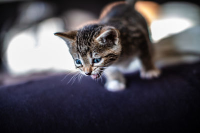 Close-up of tabby cat at home