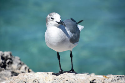 Laughing gull with a black beak standing on lava rock in aruba.