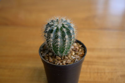 Close-up of cactus plant in pot