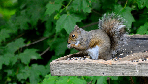 Squirrel on wood