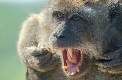 Close-up portrait of a monkey