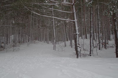 Snow covered land and trees in forest