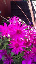 Close-up of pink flowers