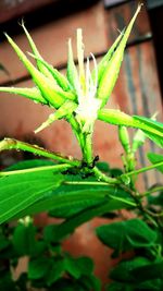 Close-up of fresh green plant