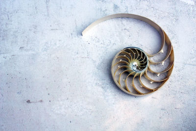 High angle view of shells