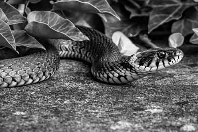 Close-up of lizard on land