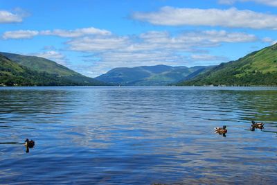 Ducks swimming in lake