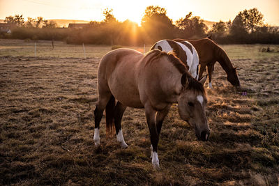 Horses in a field