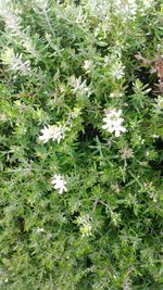 Plants growing in grass