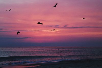 Silhouette birds flying over sea against sky at sunset