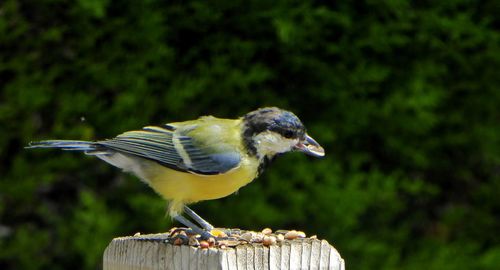 Close-up of bird perching outdoors