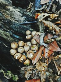 Close-up of logs