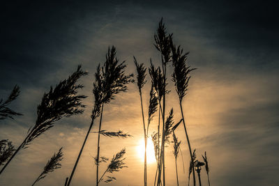 Low angle view of silhouette plants against dramatic sky