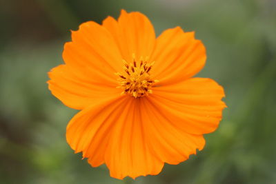 Close-up of orange flower