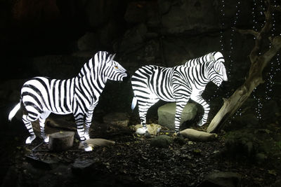 Close-up of zebra