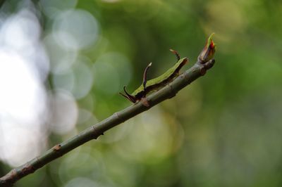 Close-up of insect on plant