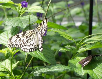 Close-up of butterfly on plant